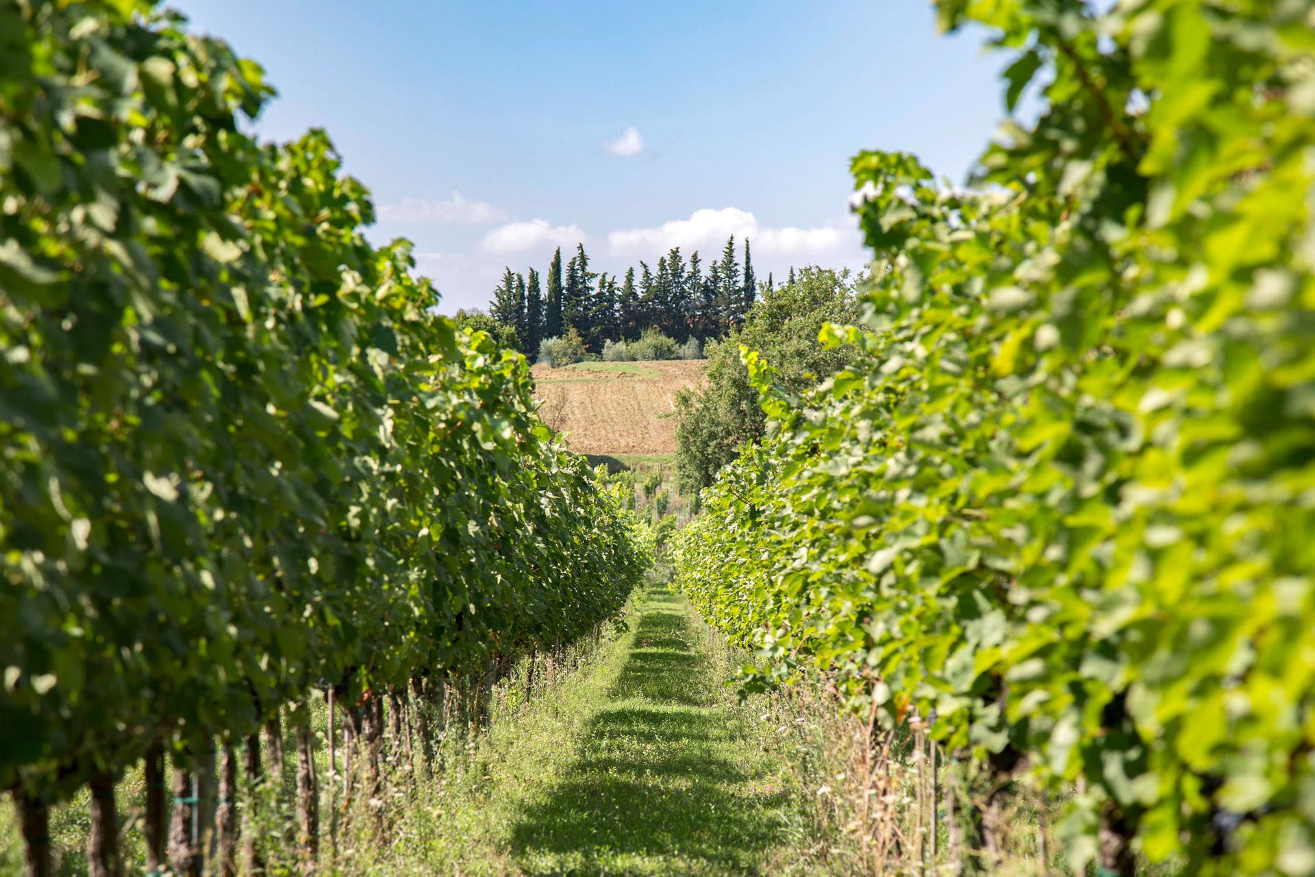 Syrah Tuscany | Maestà di Santa Luce red wine | Cortona