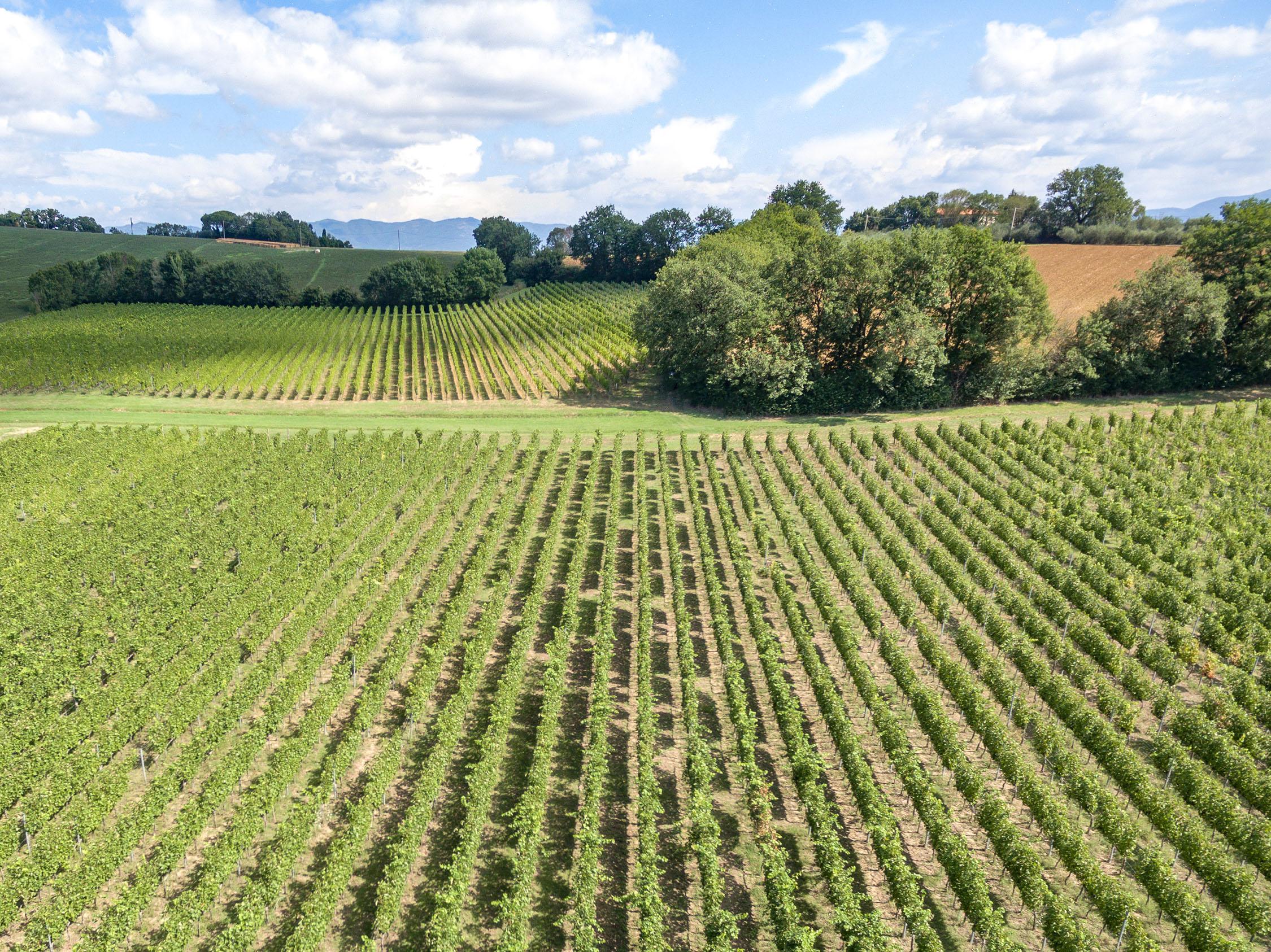 Maestà di Santa Luce | Syrah IGT | Cantina in Toscana