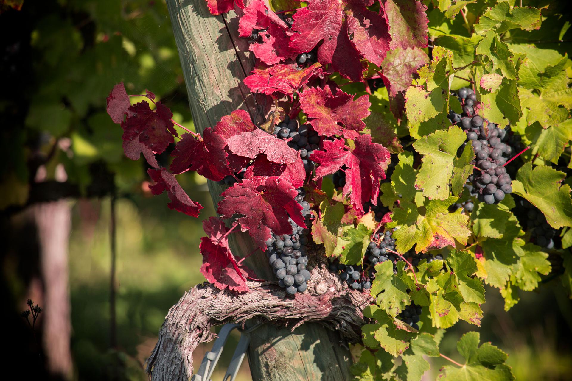 Maestà di Santa Luce | Syrah IGT | Winery in Tuscany