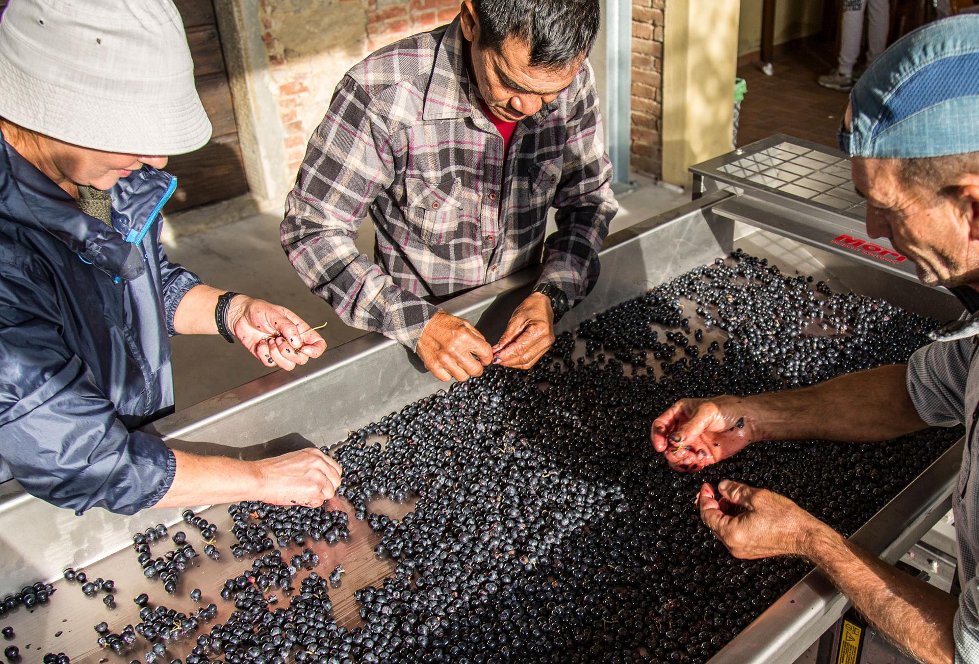 Maestà di Santa Luce Syrah | IGT in purezza | Vino di Toscana