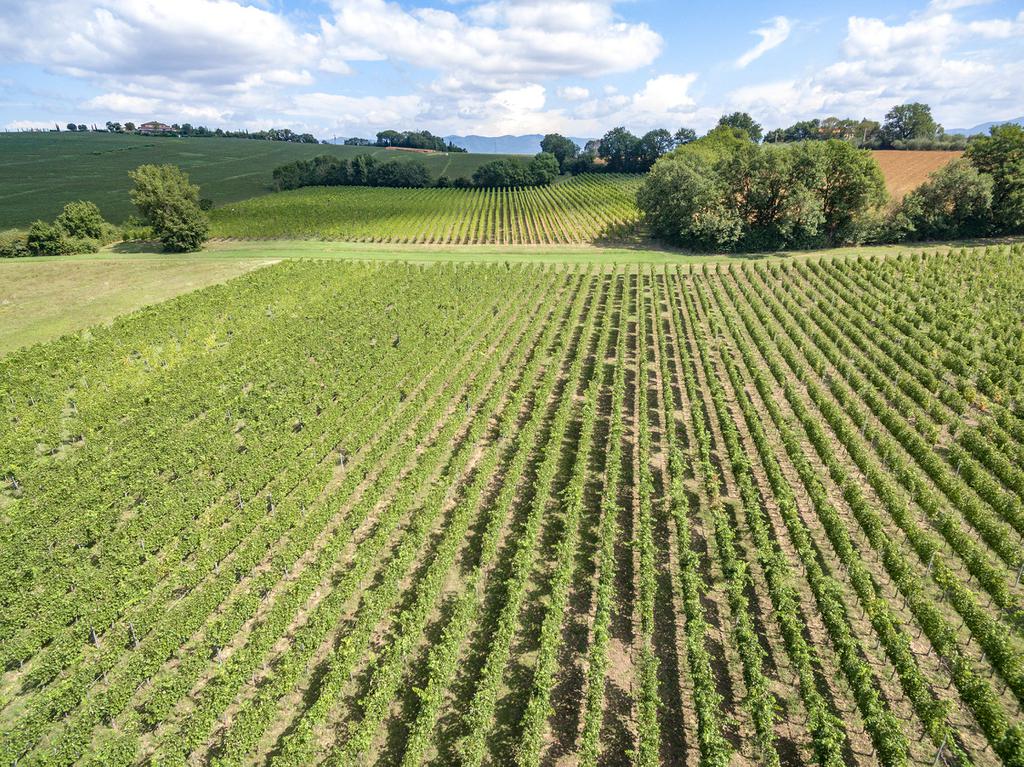 Syrah Toscana| Vino rossi Maestà di Santa Luce | Cortona