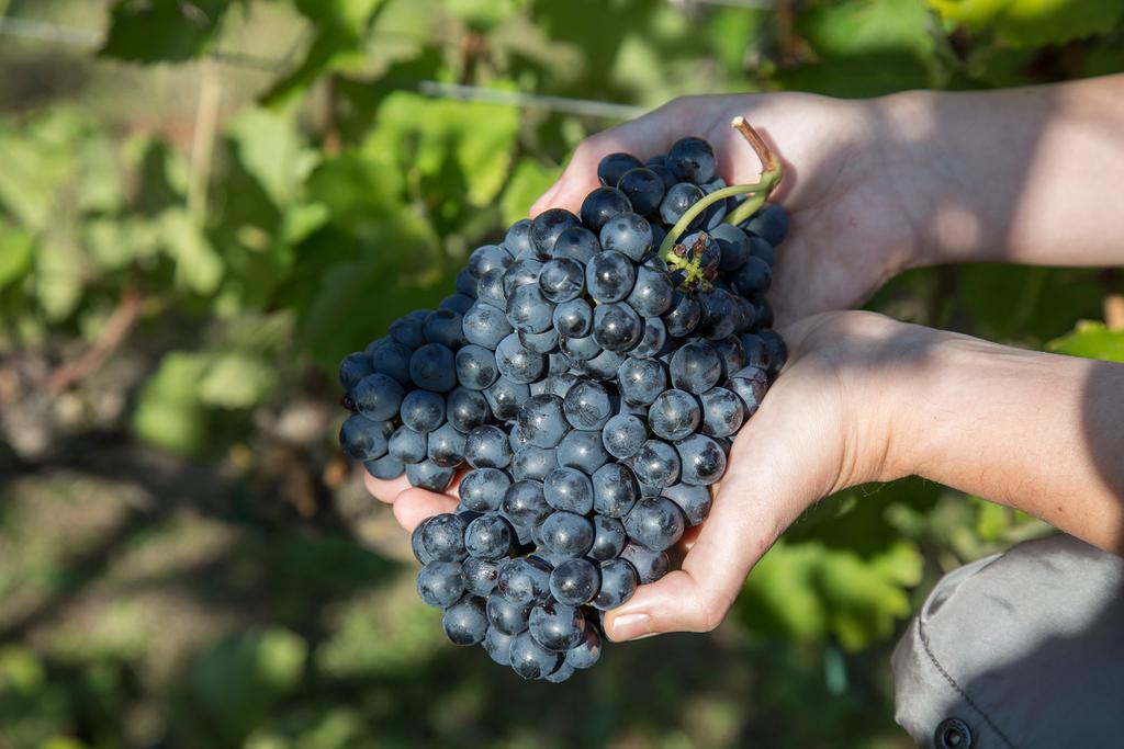 Syrah Toscana| Vino rossi Maestà di Santa Luce | Cortona