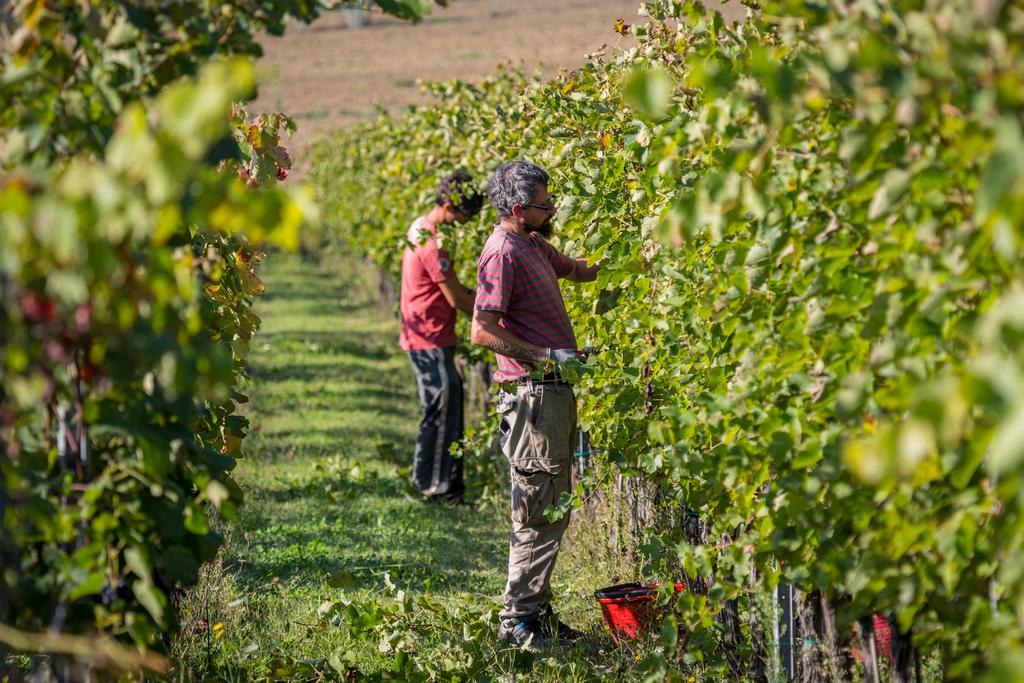 Syrah Toscana| Vino rossi Maestà di Santa Luce | Cortona