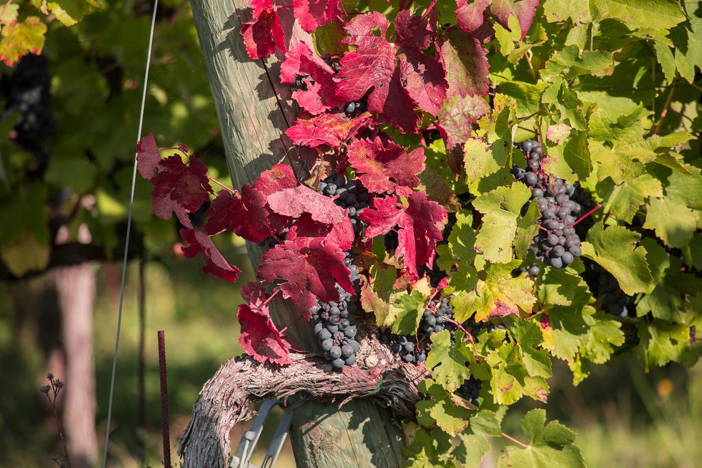 Syrah Toscana| Vino rossi Maestà di Santa Luce | Cortona