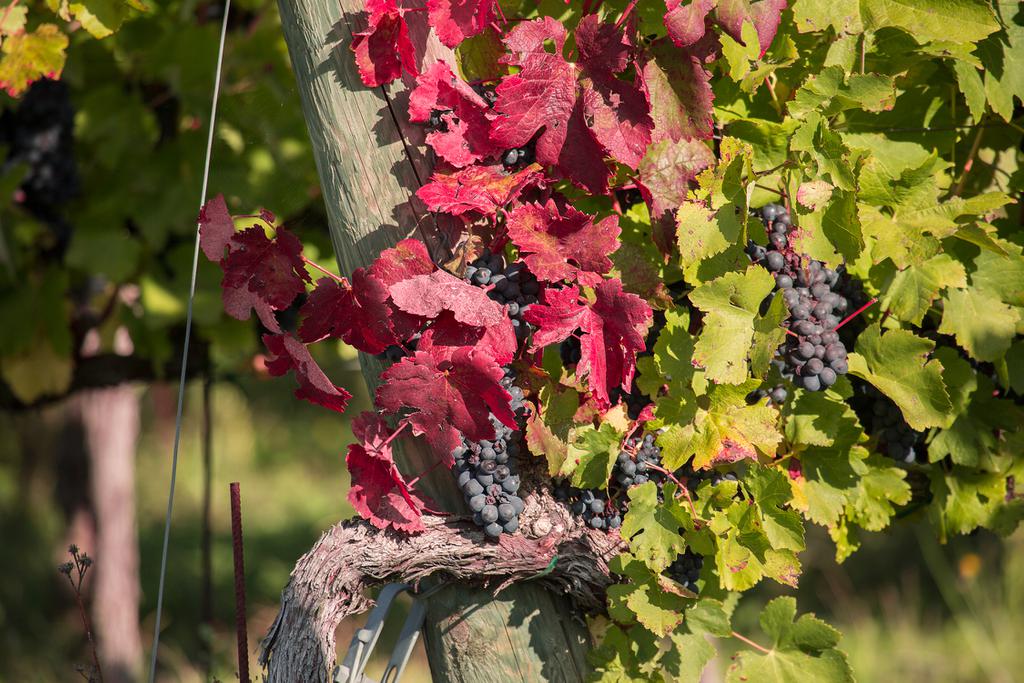 Syrah Tuscany | Maestà di Santa Luce red wine | Cortona