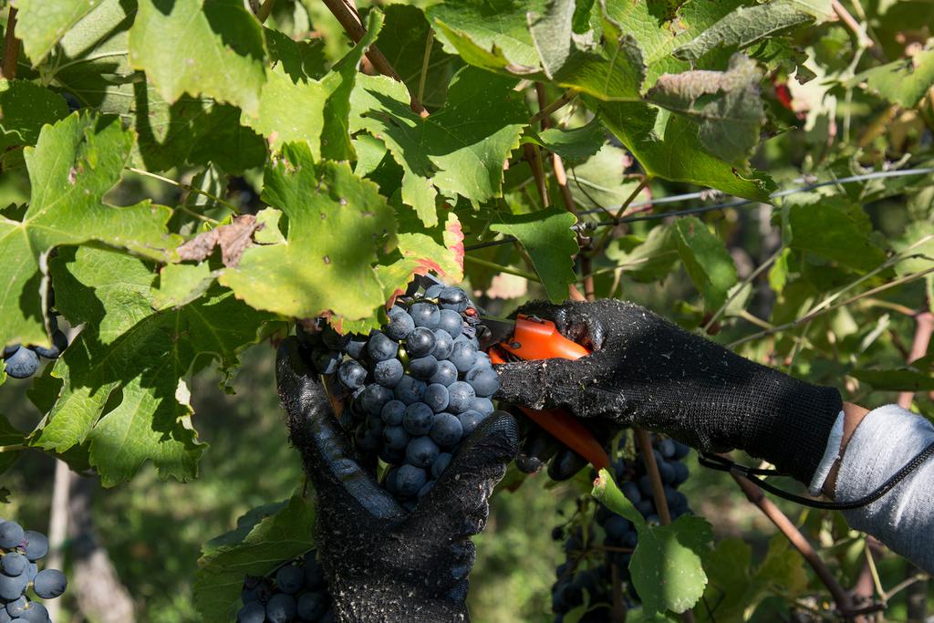 Syrah Tuscany | Maestà di Santa Luce red wine | Cortona