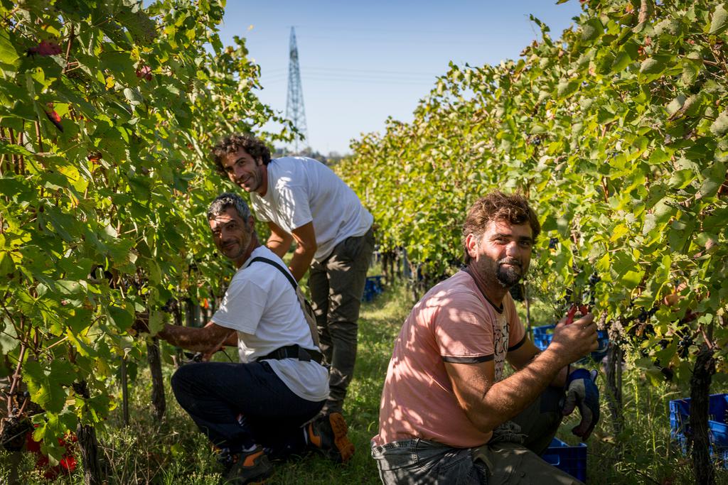 Syrah Toscana| Vino rossi Maestà di Santa Luce | Cortona