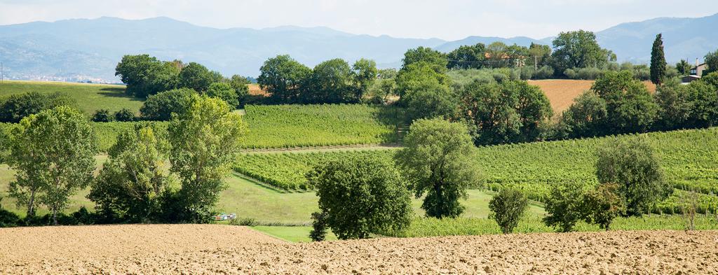 Syrah Tuscany | Maestà di Santa Luce red wine | Cortona