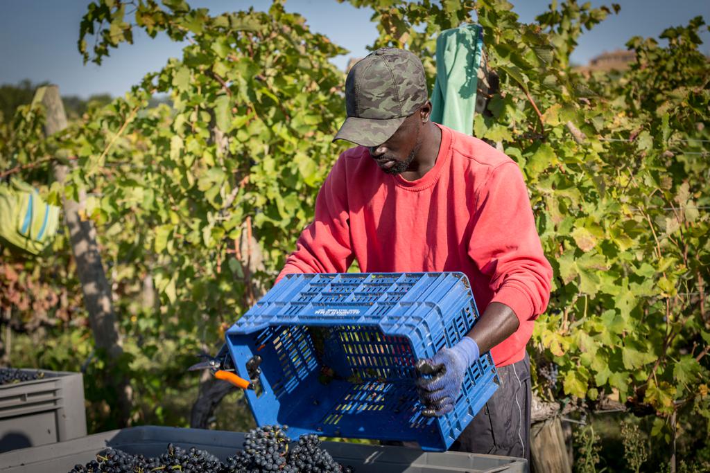 Winery in Valdichiana | Syrah wine in Valdichiana | Photos