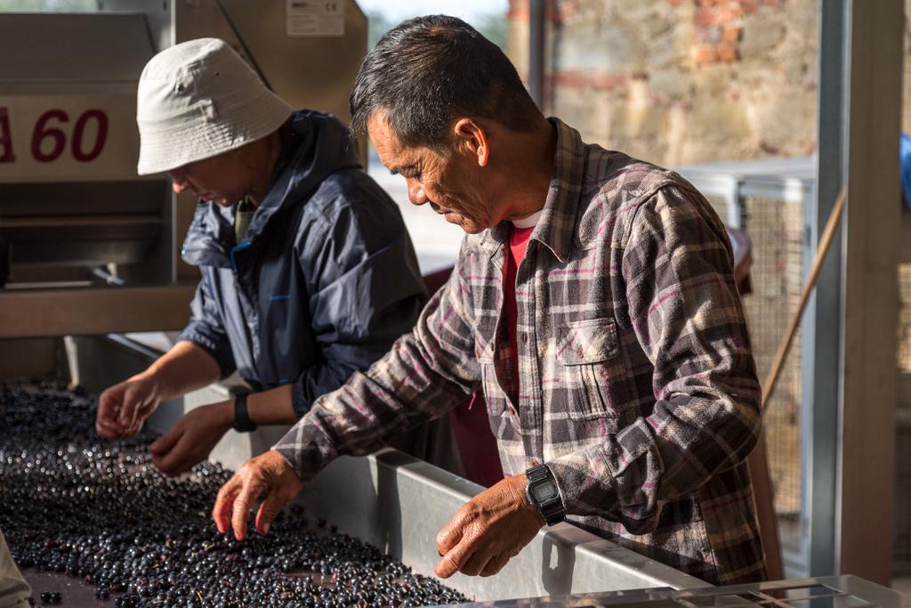 Azienda vinicola in Valdichiana | Vino Syrah in Valdichiana | Foto