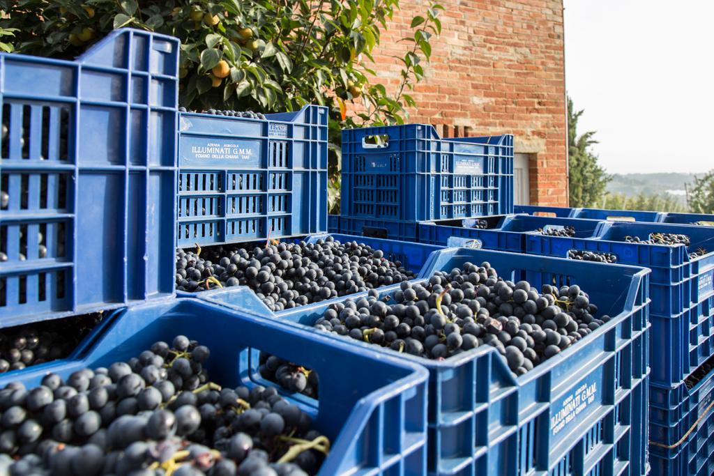 Azienda vinicola in Valdichiana | Vino Syrah in Valdichiana | Foto