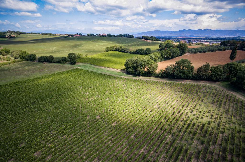 Winery in Valdichiana | Syrah wine in Valdichiana | Photos